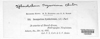 Sorosporium syntherismae image